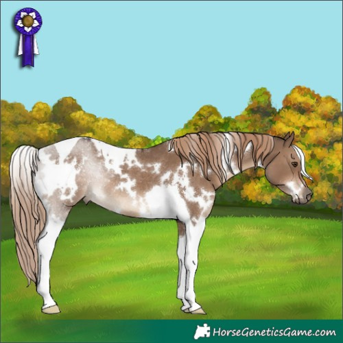 Horse Color:White Spotted Liver Red Dun Tobiano Rabicano 