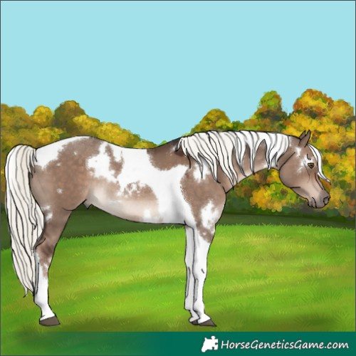 Horse Color:White Spotted Liver Red Dun Mushroom Tobiano Rabicano 