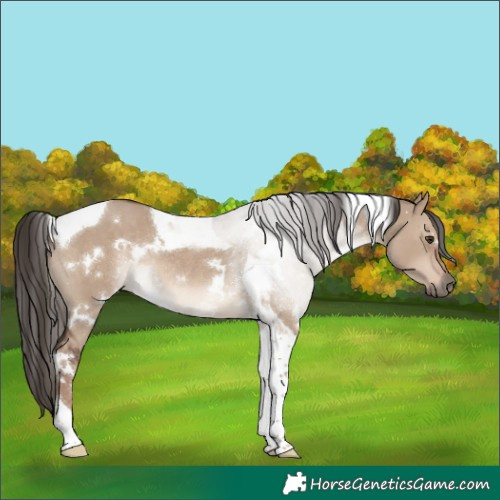 Horse Color:White Spotted Liver Red Dun Tobiano Rabicano