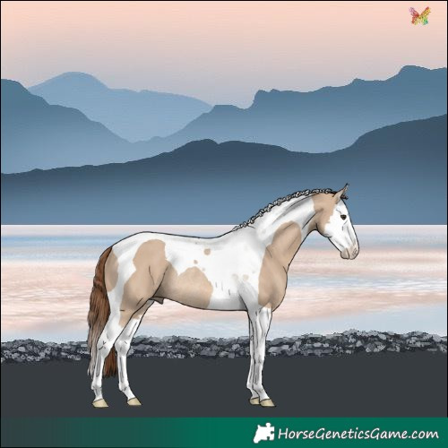 Horse Color:Red Dun Splash Tobiano Rabicano 