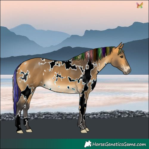 Horse Color:Painted White Spotted Buckskin 