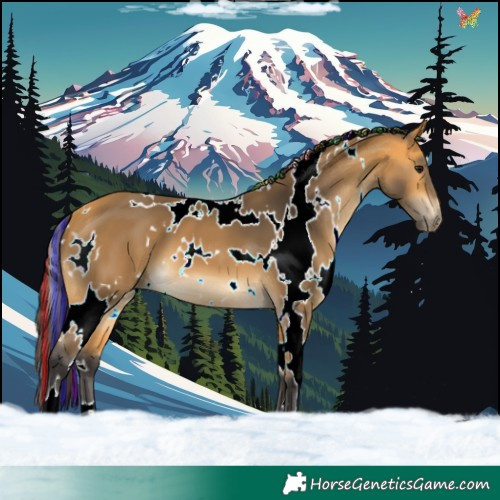 Horse Color:Painted White Spotted Buckskin 