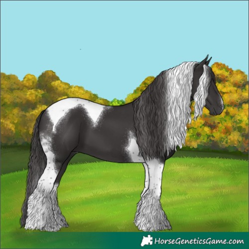 Horse Color:Smoky Black Tobiano 