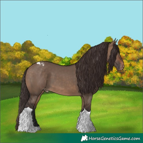 Horse Color:Brown Dun Tobiano Appaloosa 