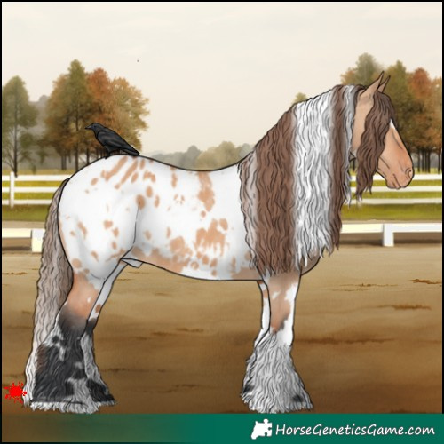 Horse Color:White Spotted Bay Dun Blanket 