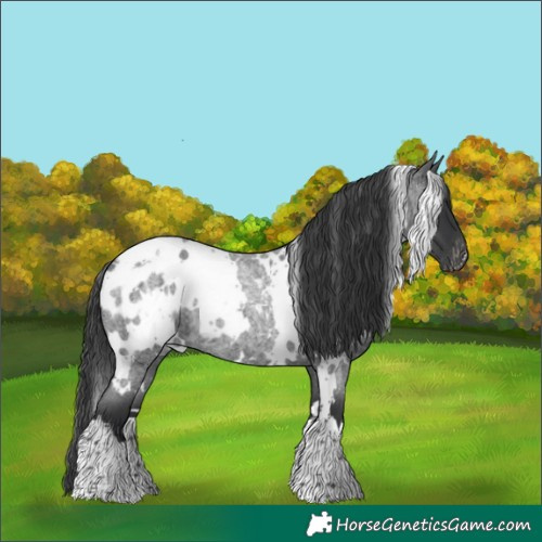 Horse Color:White Spotted Blue Roan Blanket