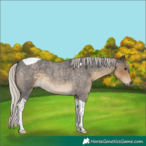 Horse Color:Silver Smoky Blue Roan Tobiano 
