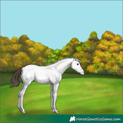Horse Color:White Spotted Bay Appaloosa 