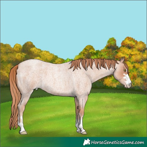 Horse Color:Gold Champagne Roan 