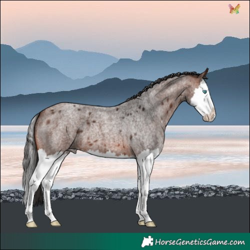 Horse Color:Brown Roan Splash