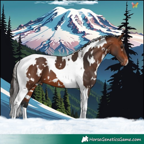 Horse Color:White Spotted Bay Tobiano Skewed Appaloosa