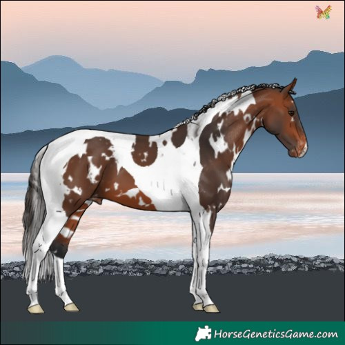 Horse Color:White Spotted Bay Tobiano Skewed LP Spotted