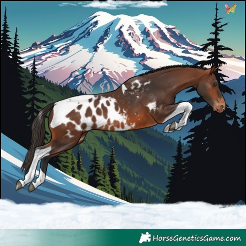 Horse Color:Bay Tobiano Skewed Appaloosa 