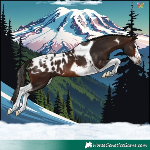Horse Color:Gray Bay Splash Tobiano Skewed Appaloosa Rabicano 