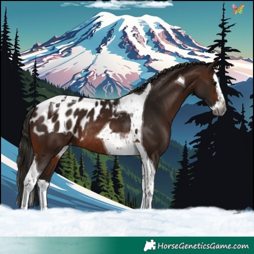Horse Color:Gray Bay Splash Tobiano Skewed Appaloosa Rabicano