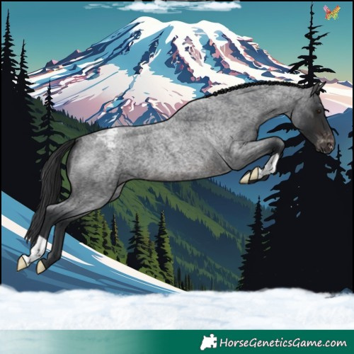 Horse Color:Brown Roan Skewed Appaloosa