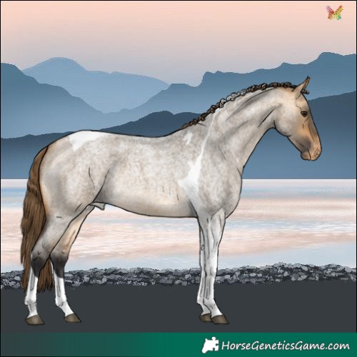 Horse Color:Buckskin Roan Dun Tobiano Skewed LP Spotted 
