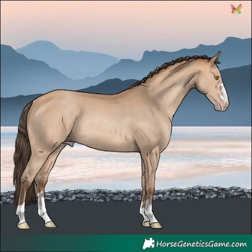 Horse Color:Amber Champagne Rabicano