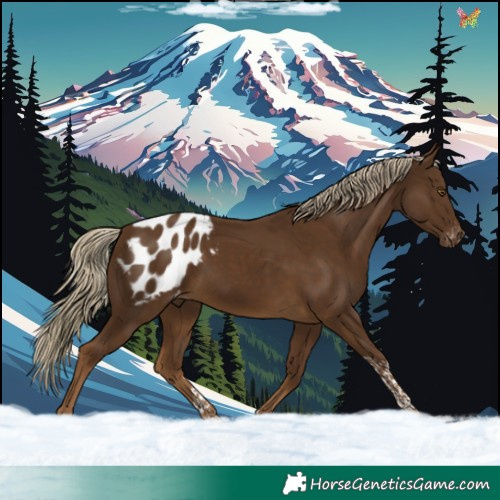 Horse Color:Chocolate Palomino Tobiano Appaloosa Rabicano 