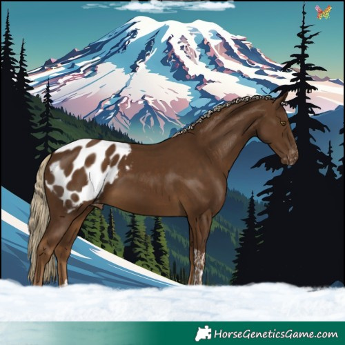 Horse Color:Chocolate Palomino Tobiano Appaloosa Rabicano
