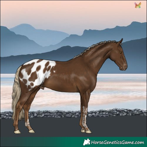 Horse Color:Chocolate Palomino Tobiano Blanket Rabicano