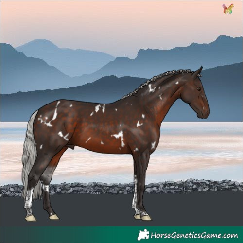 Horse Color:White Spotted Silver Brown Tobiano