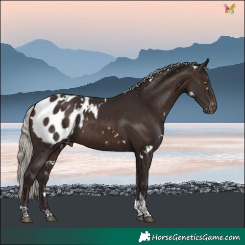 Horse Color:White Spotted Silver Brown Tobiano Blanket
