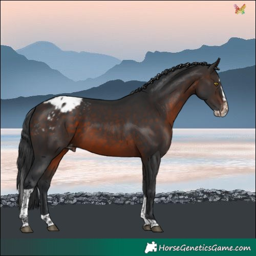 Horse Color:Brown Splash Tobiano Blanket