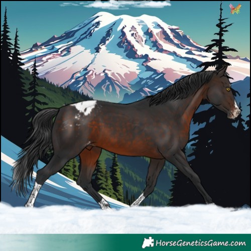 Horse Color:Brown Splash Tobiano Appaloosa