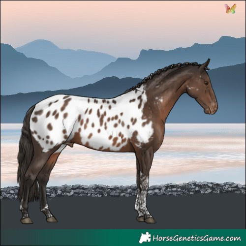Horse Color:Liver Chestnut Tobiano Near Leopard 
