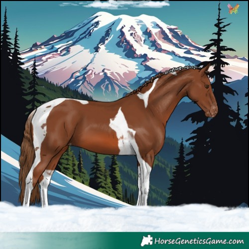 Horse Color:Chestnut Tobiano Appaloosa 