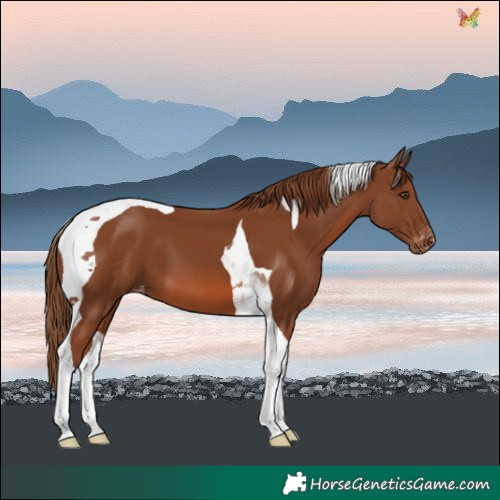 Horse Color:Chestnut Tobiano Varnish 