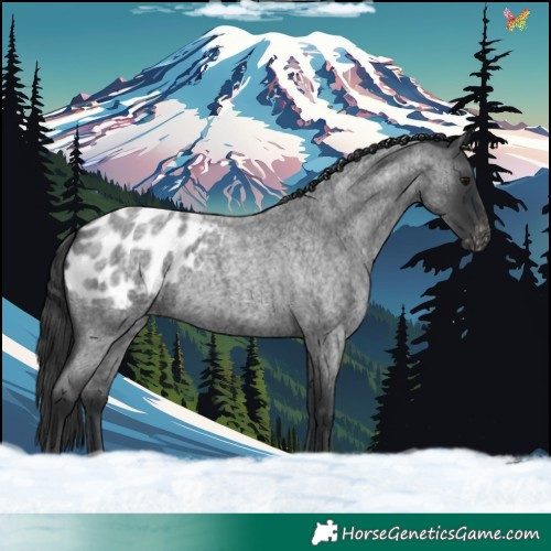 Horse Color:Blue Roan Appaloosa 