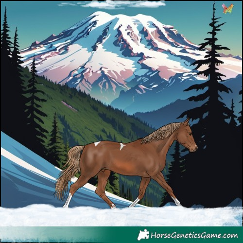 Horse Color:Chestnut Tobiano