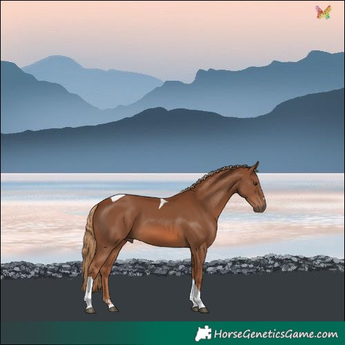 Horse Color:Chestnut Tobiano 