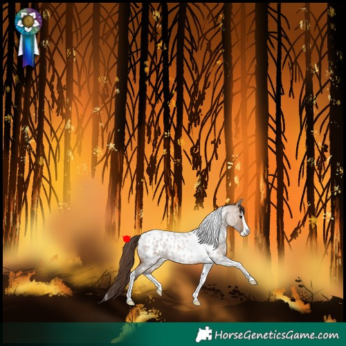 Horse Color:Bay Roan Dun Splash Tobiano Appaloosa