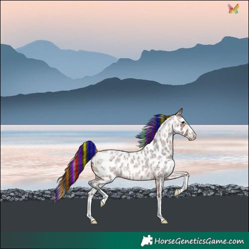 Horse Color:Painted Bay Ice Roan Splash Leopard 
