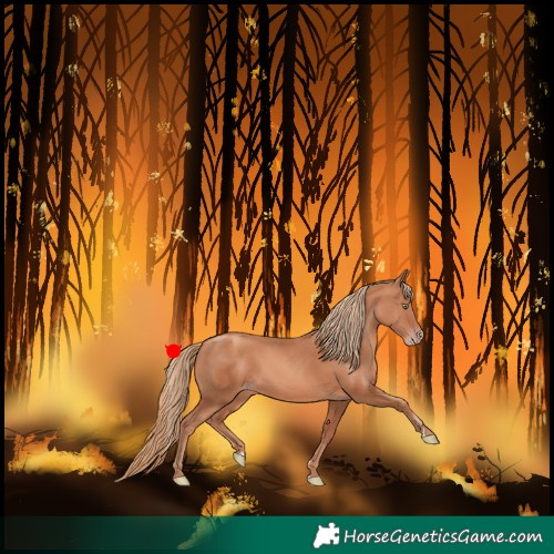 Horse Color:Gold Champagne