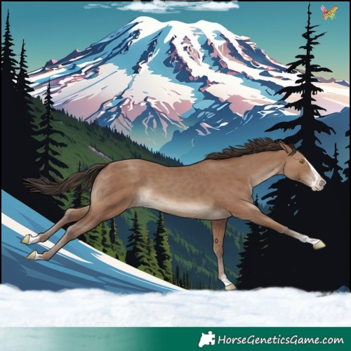 Horse Color:Classic Champagne Sabino Splash 