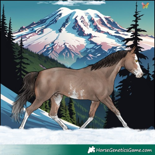 Horse Color:Sable Champagne Sabino Splash 