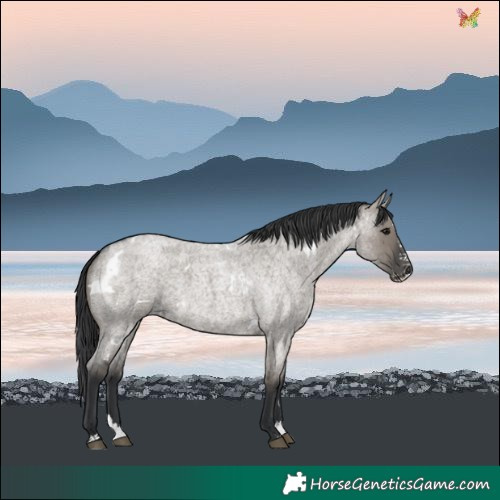 Horse Color:White Spotted Grullo Roan Splash
