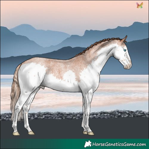 Horse Color:Red Roan Splash