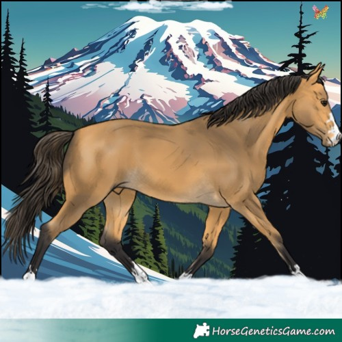 Horse Color:Buckskin 