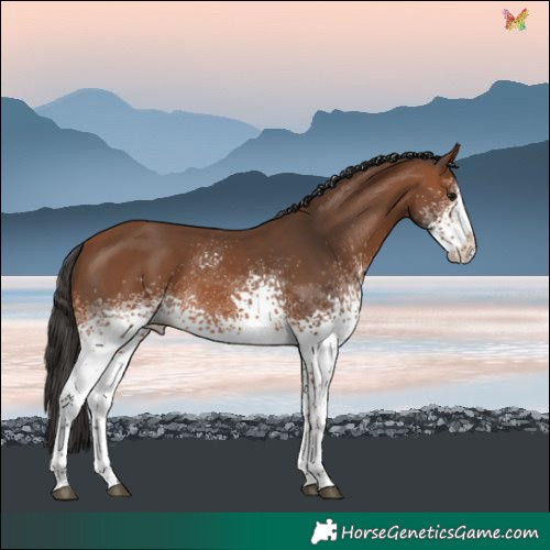 Horse Color:White Spotted Bay Splash