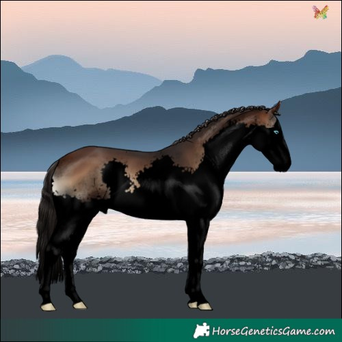 Horse Color:Void Brown Onyx Splash 