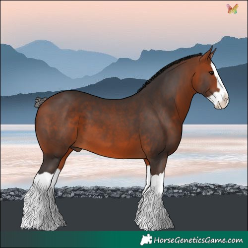 Horse Color:Bay Splash 