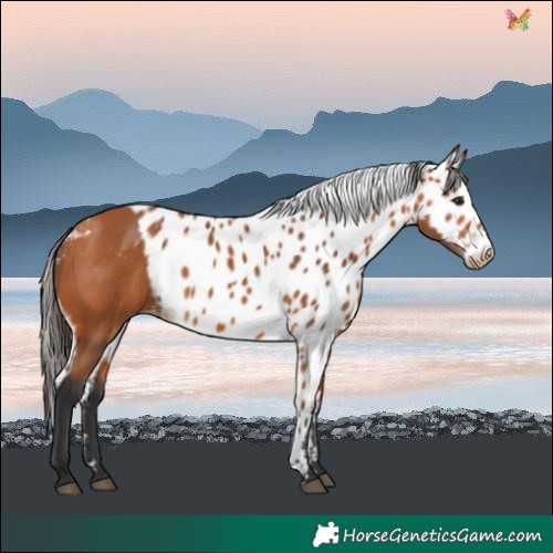 Horse Color:Bay Skewed LP Spotted 