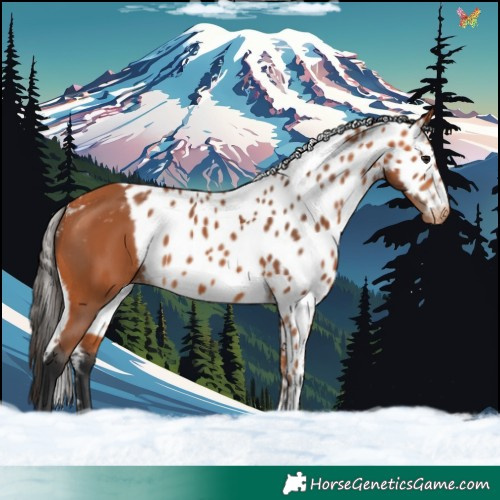 Horse Color:Bay Skewed Appaloosa 