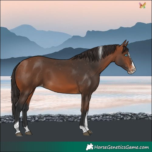 Horse Color:Bay Splash Tobiano Skewed LP Spotted