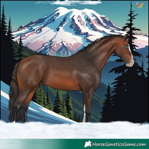 Horse Color:Bay Splash Tobiano Skewed Appaloosa